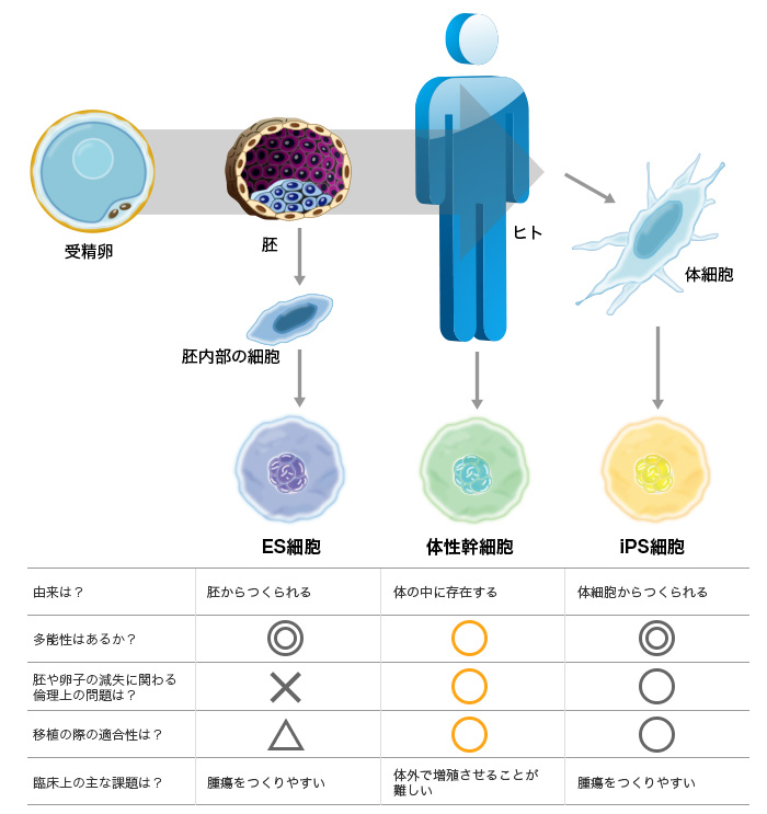 体性幹細胞の種類
