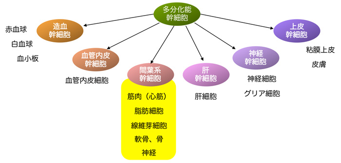 体性幹細胞の種類