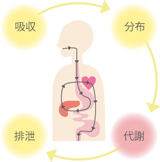 【吸収→分布→代謝→排泄】のプロセス