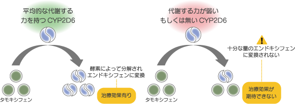 タモキシフェンとの関連