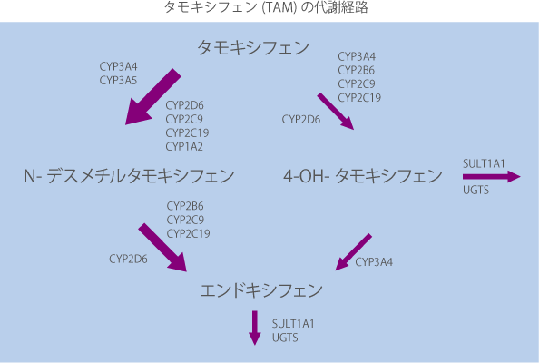 タモキシフェンの代謝経路