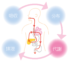 吸収から排泄のサイクル