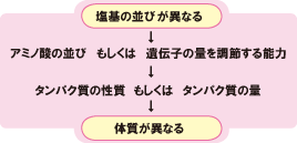 塩基の並び・体質の違いの説明